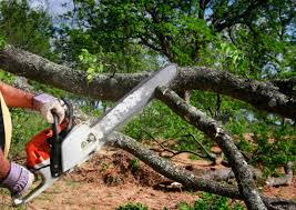 Lower Lake, CA Tree Care Company