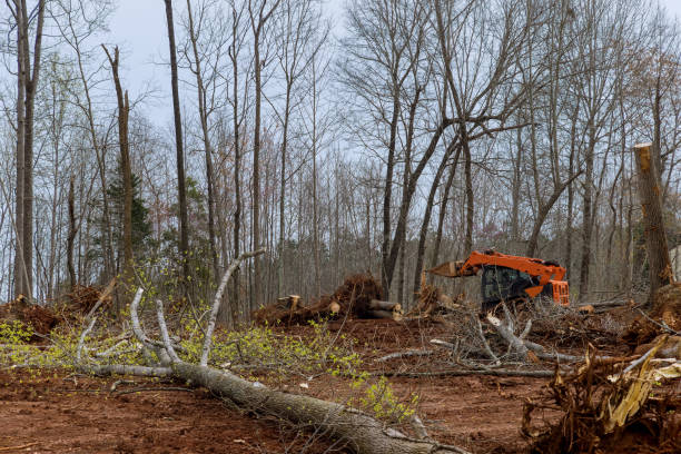 Best Fruit Tree Pruning  in Lower Lake, CA