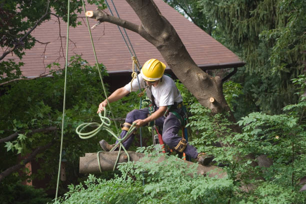 Best Emergency Tree Removal  in Lower Lake, CA