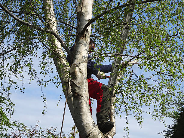 Best Arborist Consultation Services  in Lower Lake, CA