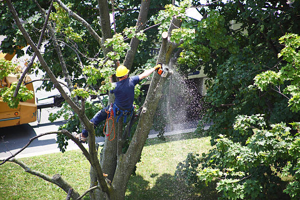  Lower Lake, CA Tree Care Pros