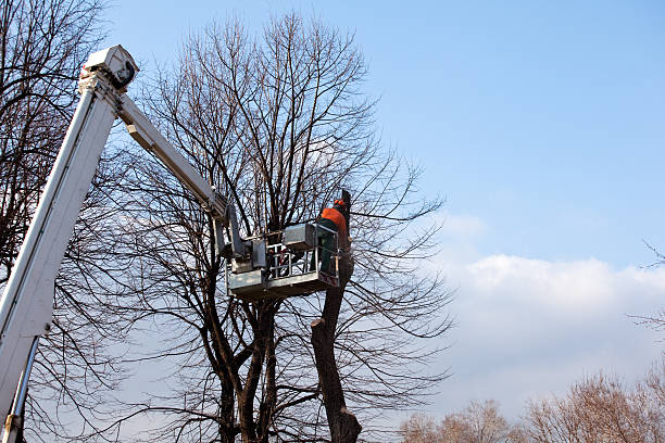 How Our Tree Care Process Works  in  Lower Lake, CA