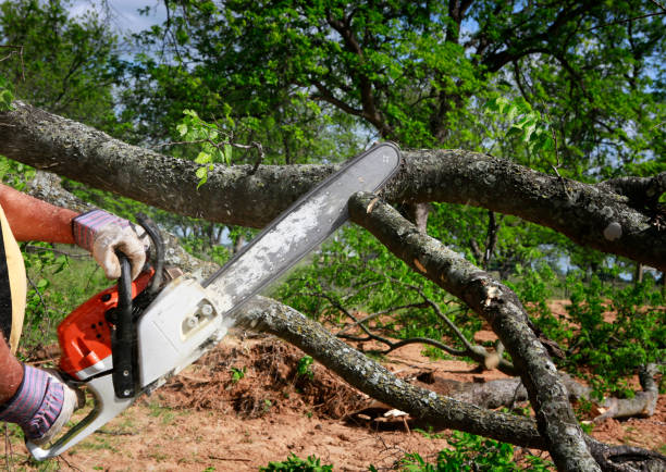 Lawn Watering Services in Lower Lake, CA