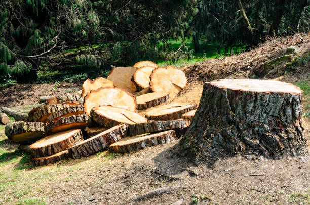 Best Tree Preservation Services  in Lower Lake, CA